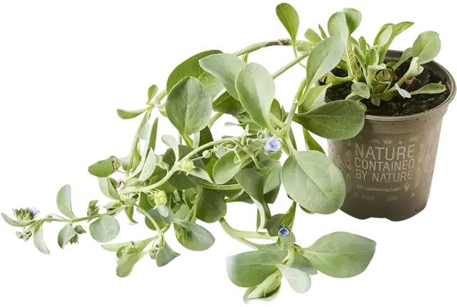 BIO Feuille d'huître 2pc pièce